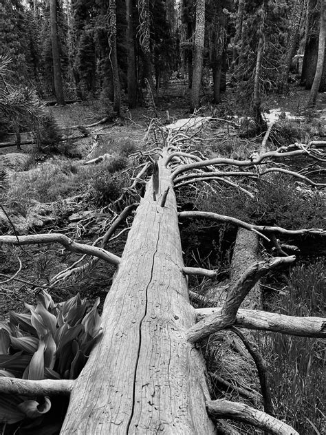 Fallen Tree Aeronova Flickr