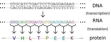 Difference Between Genetic Code and Codon | Compare the ...