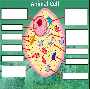 Tour of an animal cell | structure & function of organelles. Plant and Animal Cell Labelling Printable Worksheet by ...