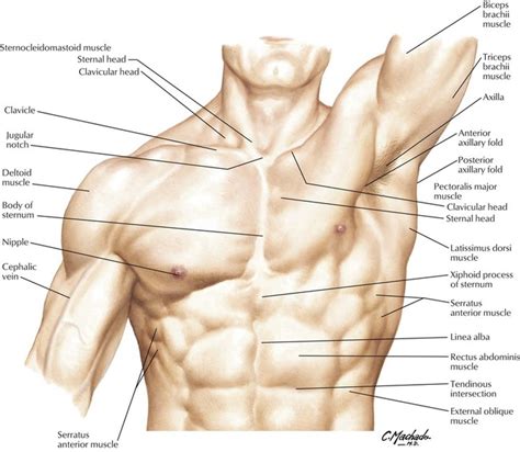 Learn about chest anatomy with free interactive flashcards. 3: Thorax | Basicmedical Key