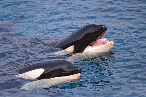 Killer Whales Eyes Stock Photos Pictures And Royalty Free Images Istock