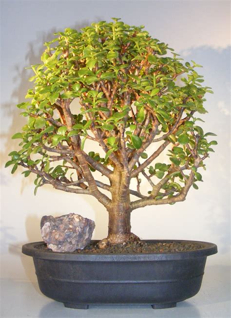 Baby Jade Bonsai Treeportulacaria Afra