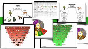 Montessori Classification Story And Impressionistic Charts