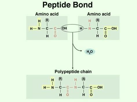 All twenty amino acids are characterized by a central alpha carbon covalently bonded. Seven Days per Week: STPM Biology Biological Molecules ...