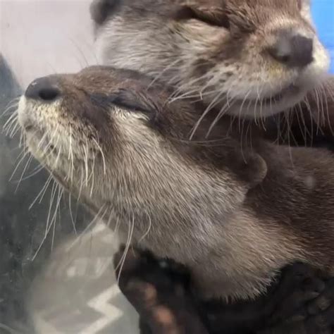 Otter Couple Video In 2021 Otters Cute Cute Little Animals Cute