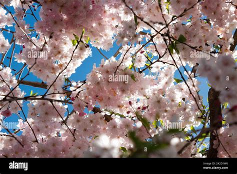 Pink Spring Flowers Stock Photo Alamy