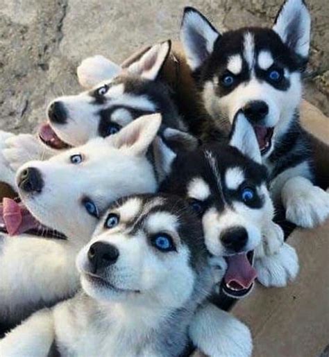 Check spelling or type a new query. Box full of fluffy butts! #siberianhusky | Cute husky ...