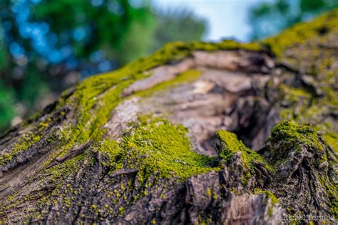 Trees Forest Water Rock Nature Green River Wildlife Aerial View