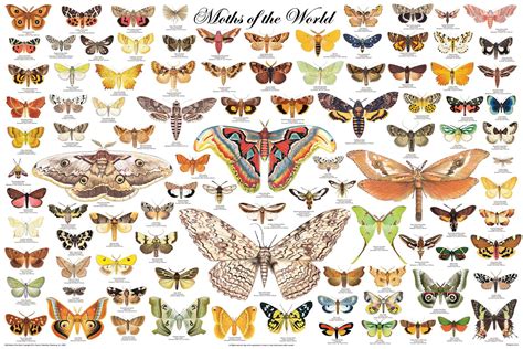Moths Of The World Colorful Moths Butterfly Poster Poster Prints