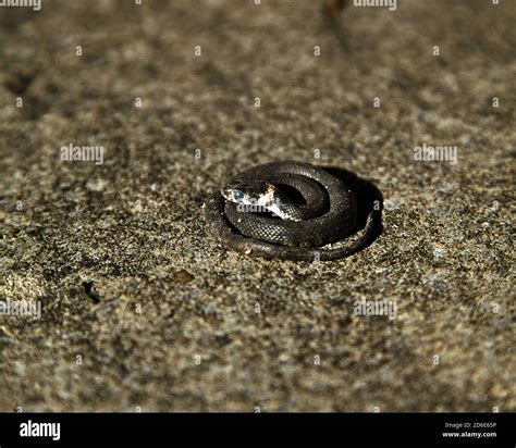 Hissing Snake Hi Res Stock Photography And Images Alamy