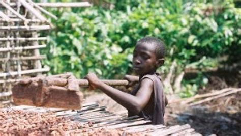 Child Labour In Cocoa Industry Article