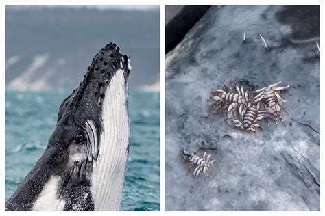 Stomach Churning Photos Show Half Inch Whale Lice Feasting On Live Humpback