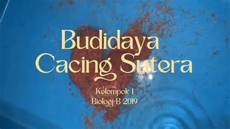 Budidaya Cacing Sutera Youtube