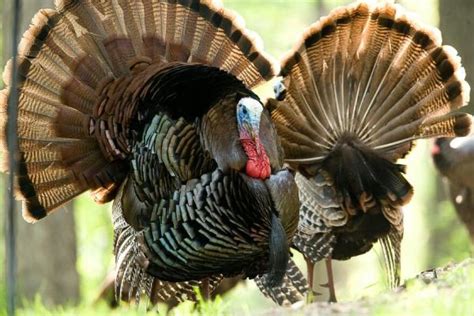 Spring Turkey Season Starts In Kansas Kcur 893 Npr In