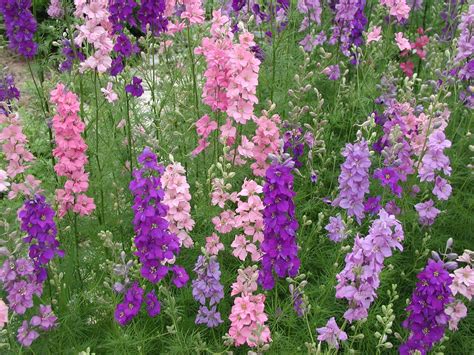 Delphinium Larkspur Premier Seeds Direct