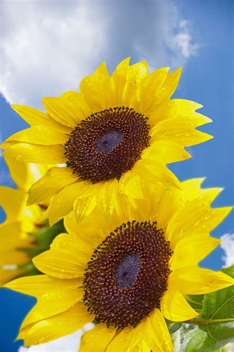 Yellow Sunflowers Free Image Peakpx