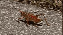 I'm tryin to model this shape with grasshopper. Grasshopper GIFs | Tenor