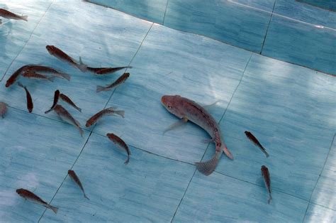 We did not find results for: Kumpulan gambar untuk Belajar mewarnai: Warna Gambar Ikan ...