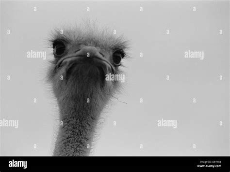 Ostrich Close Up Sweden Stock Photo Alamy
