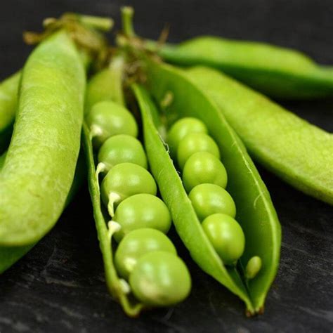 Little Marvel Peas Treated Seed Seedway