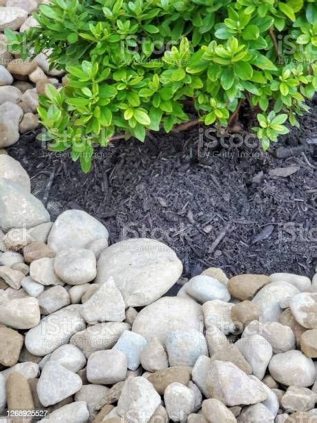 Landscaping With River Rocks And Some Mulch Around Newly Planted
