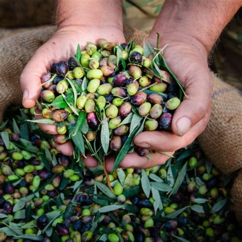 Among virgin olive oils, we can also find various types. Types of Olives: What Olives Are in Your Olive Oil?