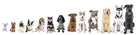 The Best Dog Breed For You Prudent Pet Insurance