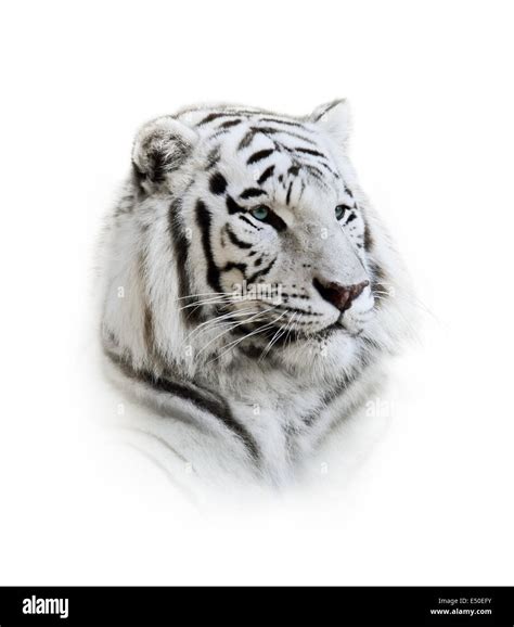 White Bengal Tiger Portrait Stock Photo Alamy