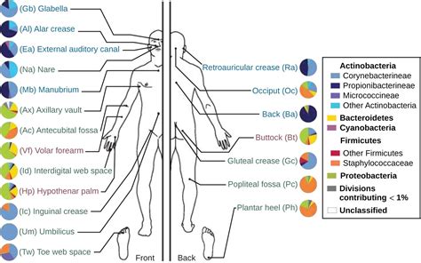 Anatomy And Normal Microbiota Of The Skin And Eyes Microbiology