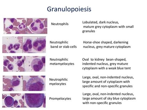Granulocytes In Health And Disease