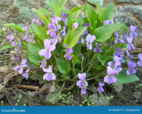 Beautiful Blooming Bush Of Violet Forest Violets In Early Spring Stock