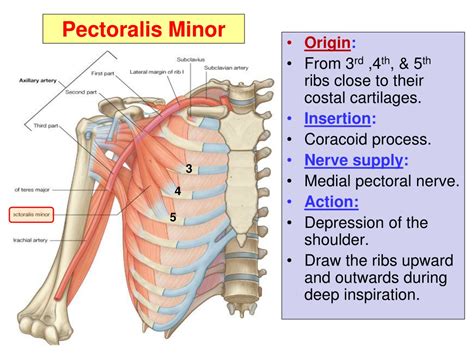 Ppt Pectoral Region And Axilla Powerpoint Presentation Free Download