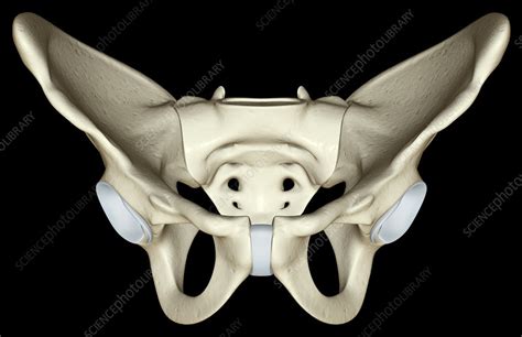 The Bones Of The Pelvis Stock Image F0018435 Science Photo Library