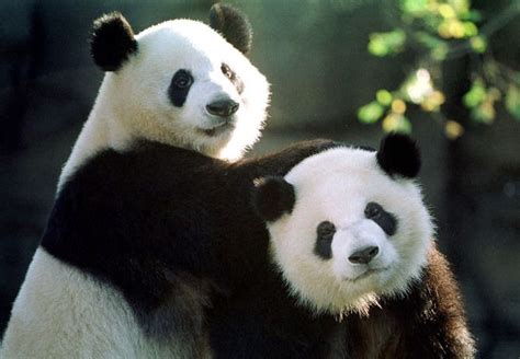 Pandas Are One Of The Worlds Most Endangered Species Their Habitat Is