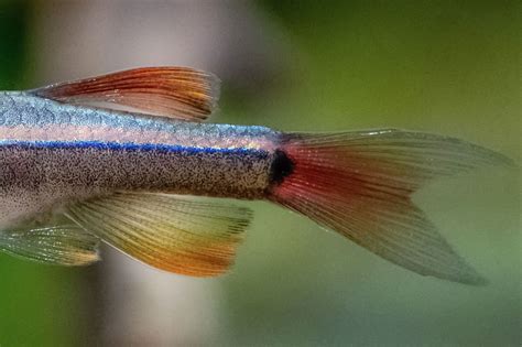 White Cloud Mountain Minnow Fish Species Profile