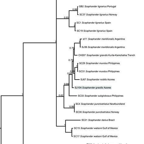 Bayesian Phylogenetic Tree Based On Partial Sequences Of The COI Gene Download Scientific