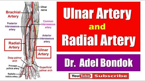 Ulnar Artery And Radial Artery Dr Adel Bondok Youtube