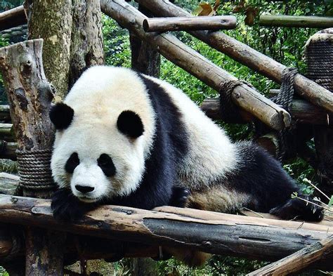 Chengdu Centro Conservación Osos Panda Viajar A China
