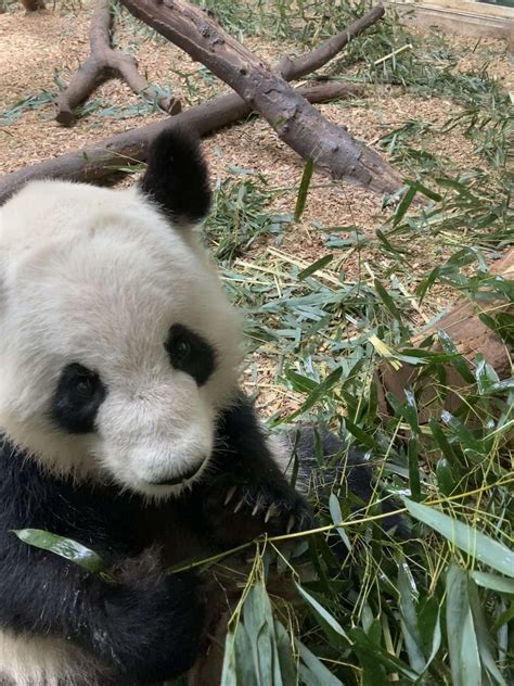 Panda Updates Monday May 9 Zoo Atlanta