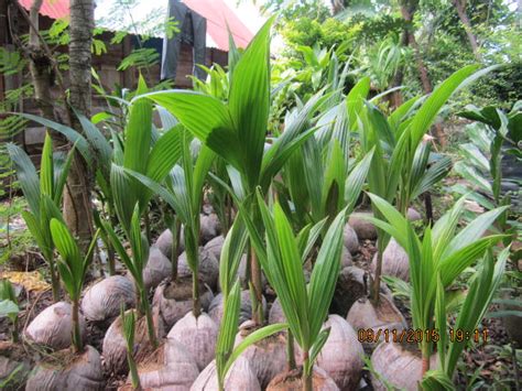 Under optimal weather conditions, coconut tree can produce 75 fruits per year, but that happens extremely. Fruit Trees For Sale: Dwarf Coconut