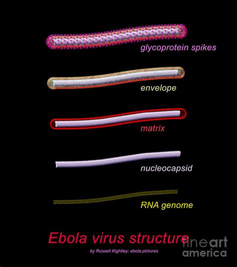 The virion is filamentous, enveloped. Ebola Virus Structure #1 Annotated Digital Art by Russell ...