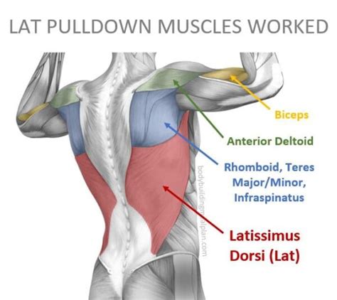 Close Grip Lat Pulldown Vs Wide Grip Mechanics And Muscle Activation
