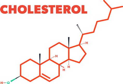 Using this approach, cell biologists have been able to assign various functions to specific locations within. Cholesterol Biosynthesis pathway - Online Biology Notes
