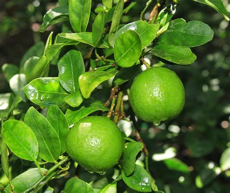 Sweet Lime Facts And Health Benefits