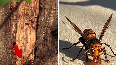 Deadly Murder Hornets Nest Found In Washington State Invading U S