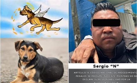 Cuánto Dinero Ofrecían Por Entregar Al Asesino De Perro En Tecámac