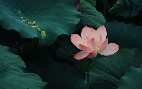 Download Wallpaper 3840x2400 Lotus Bloom Leaves Pink 4k Ultra Hd 1610 Hd Background