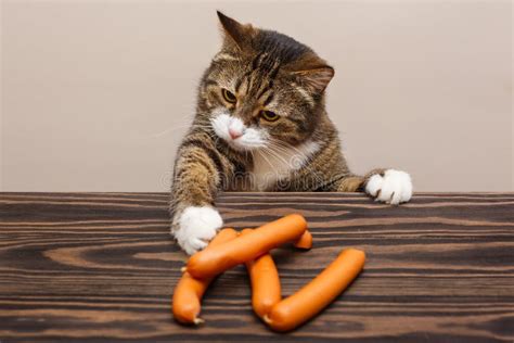 Grey Cat Wants To Steal Sausages Stock Photo Image Of Funny Animal