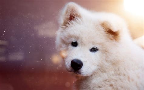 Samoyed White Fluffy Puppies Small Dogs Cute Animals Hd Wallpaper