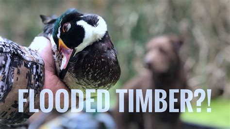 Flies Cable Woodies In Flooded Timber Indiana Public Land Duck